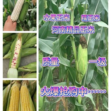 鲜玉米水果玉米糯玉米手工精选、颗粒饱满、优选好玉米