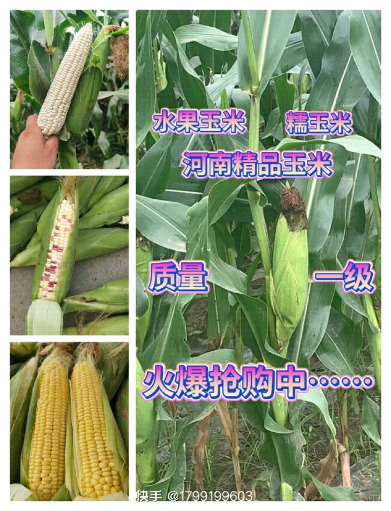 鲜玉米水果玉米糯玉米手工精选、颗粒饱满、优选好玉米