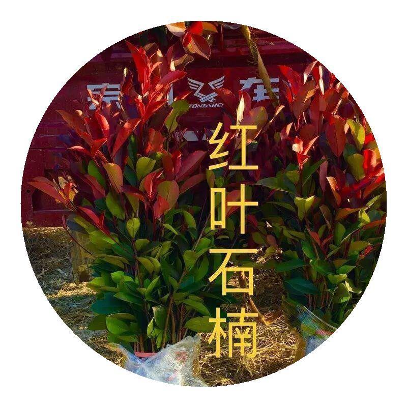 红叶石楠种子红罗宾火焰实体经营质量保证全国发货