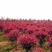 红叶石楠种子红罗宾火焰实体经营质量保证全国发货