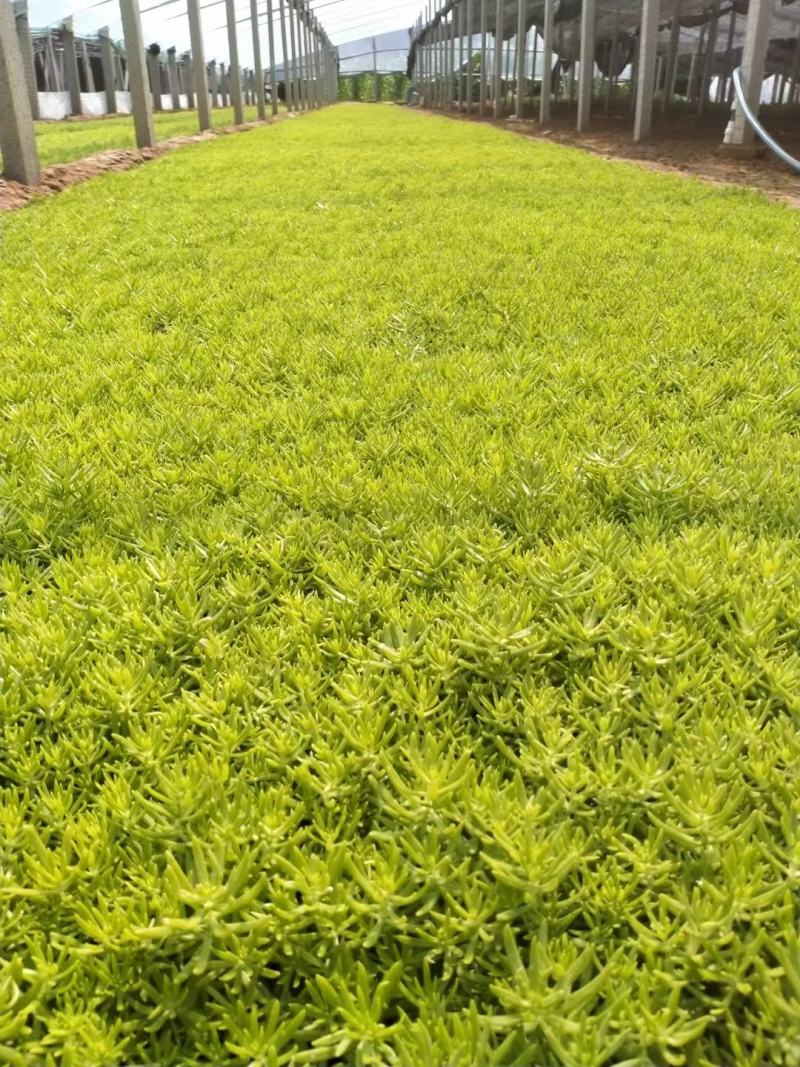 金叶佛甲草，好货不多，需要的联系