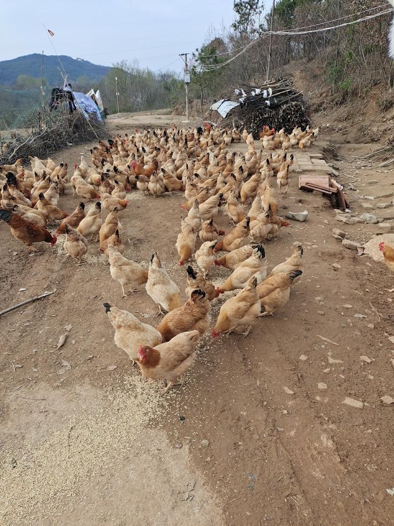 松林散养土鸡，粮食喂养，常年供货寻找各界批发商合作