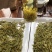 黄金芽黄茶安吉黄金芽茶叶毛峰黄金芽包邮