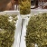 黄金芽黄茶安吉黄金芽茶叶毛峰黄金芽包邮