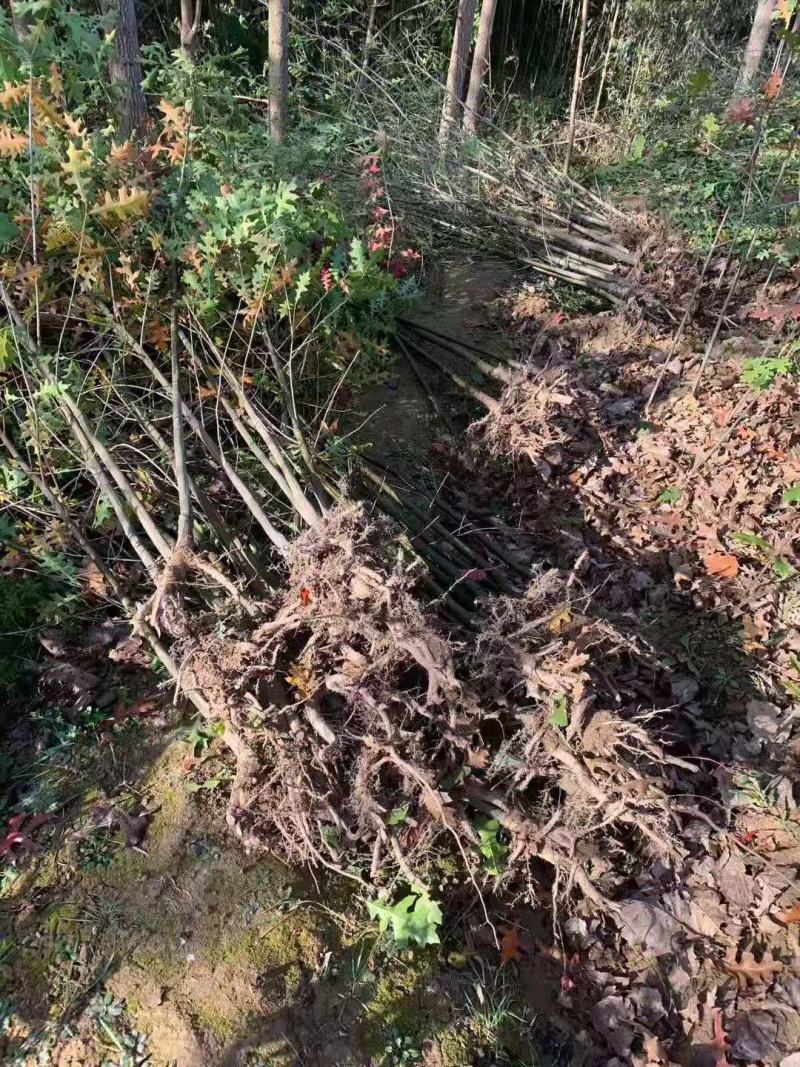 娜塔栎/娜塔栎树苗/种苗/苗木/苗木种苗/栎树苗
