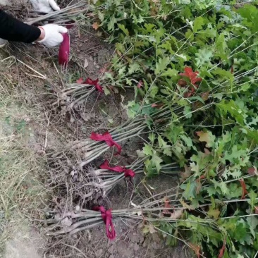 娜塔栎/娜塔栎树苗/种苗/苗木种苗/栎树苗/原生苗