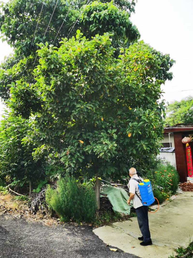 紫玉兰红玉兰玉兰树二乔玉兰红玉兰树