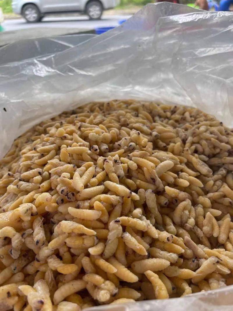 蜂蛹