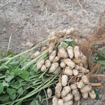 河南精品花生，现摘现发，货源充足，基地直供，一条龙服务！