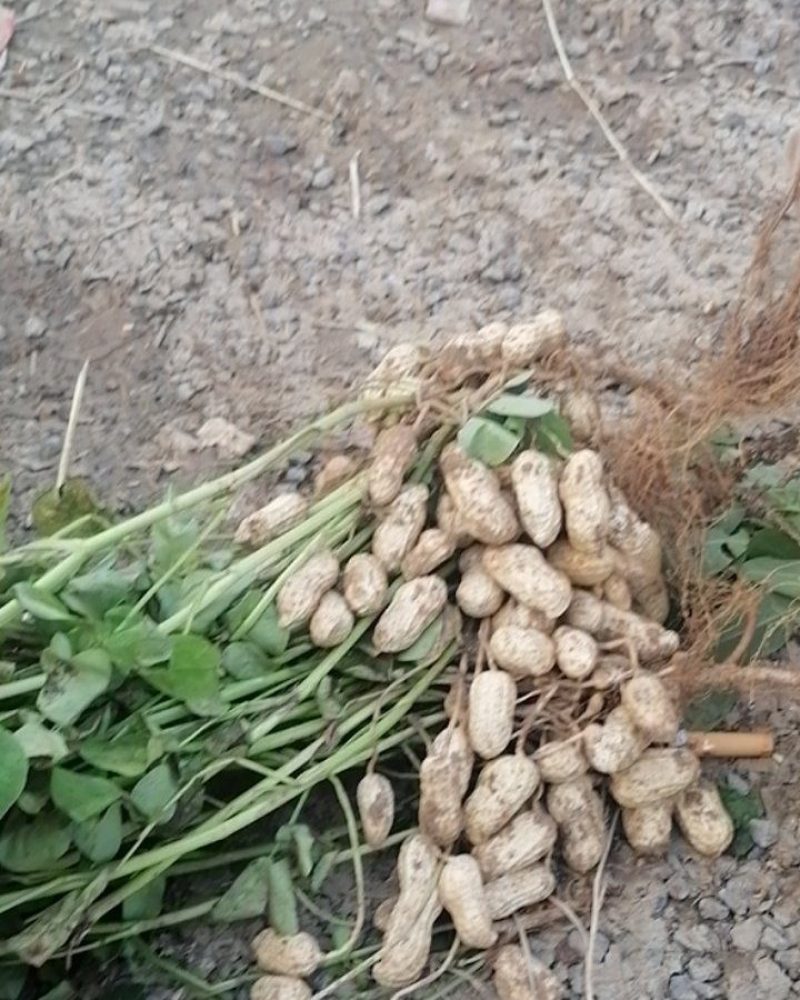 河南精品花生，现摘现发，货源充足，基地直供，一条龙服务！
