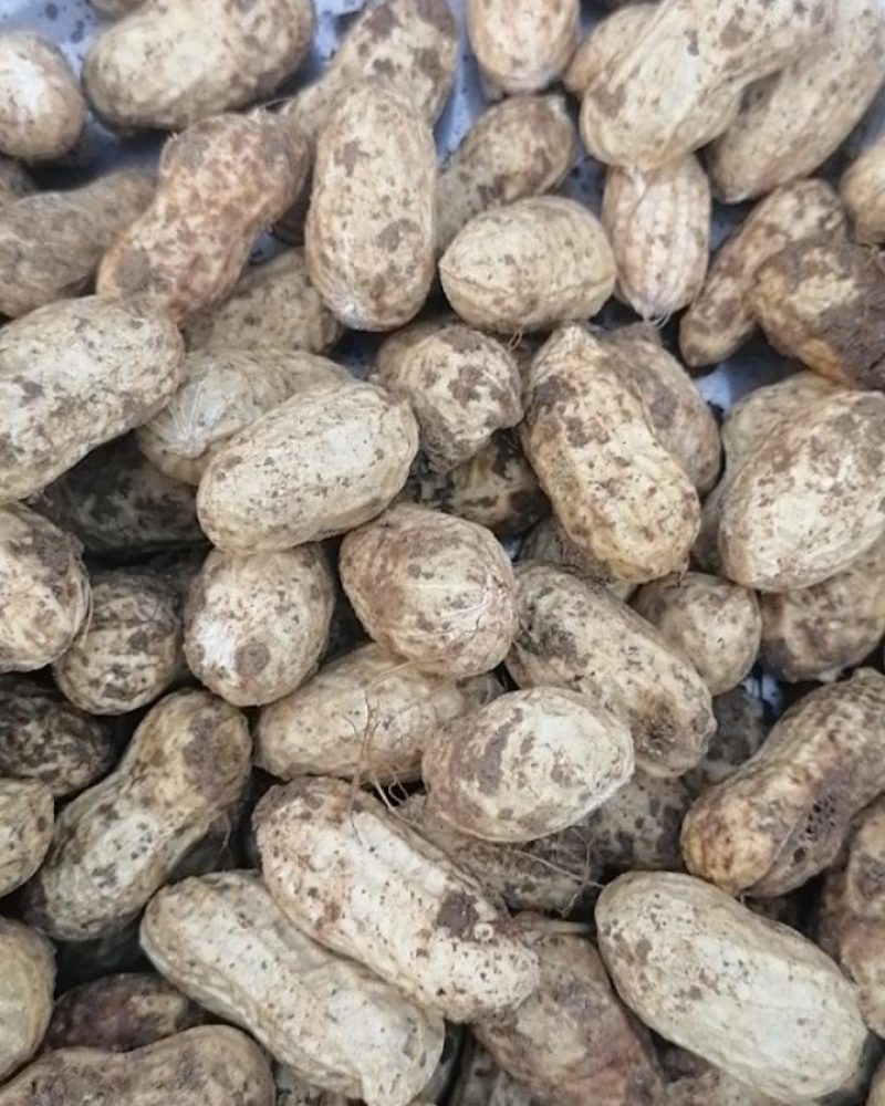 河南精品花生，现摘现发，货源充足，基地直供，一条龙服务！