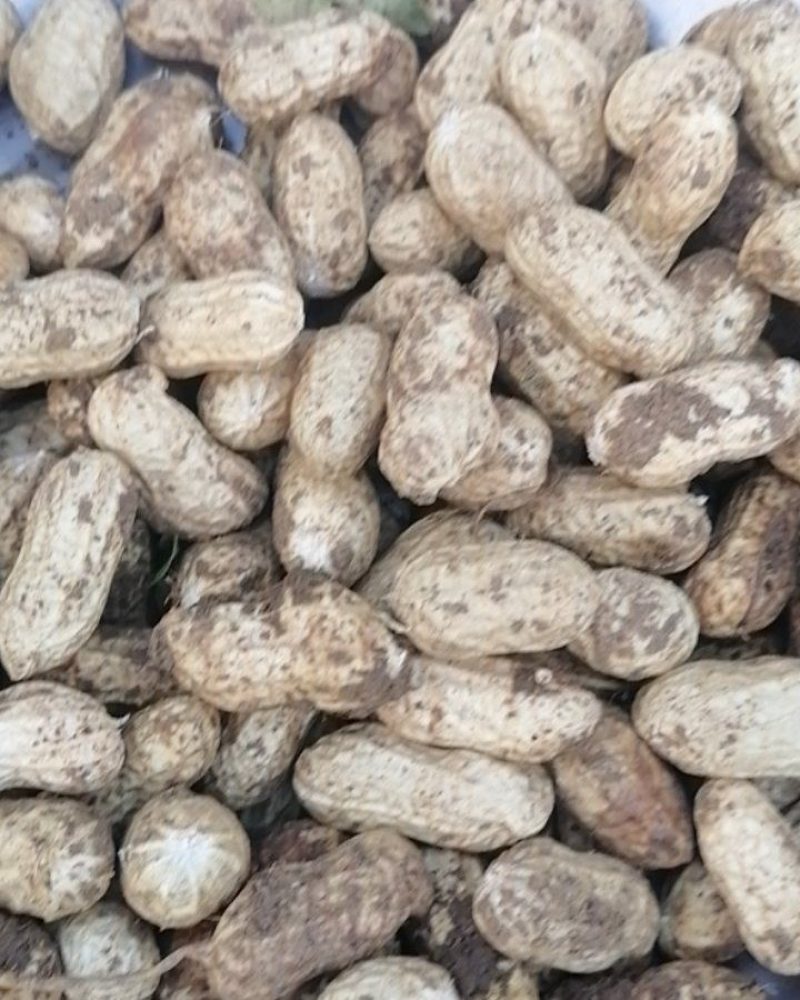 河南精品花生，现摘现发，货源充足，基地直供，一条龙服务！