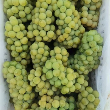 水晶葡萄己成熟，欢迎下单