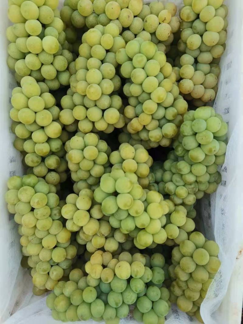 水晶葡萄己成熟，欢迎下单