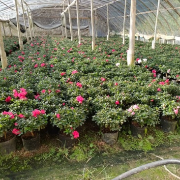 普红杜鹃花带花苞盆栽四季开花卉室内植物开花不断好养