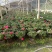 普红杜鹃花带花苞盆栽四季开花卉室内植物开花不断好养