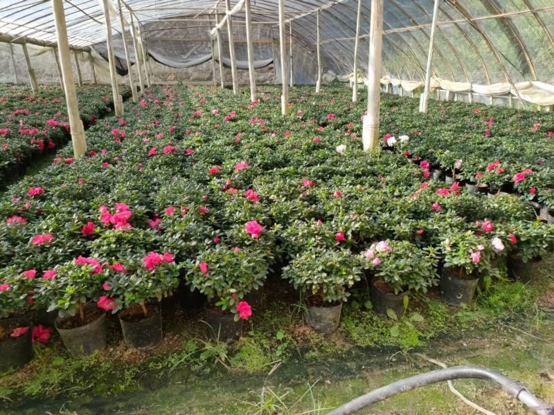 普红杜鹃花带花苞盆栽四季开花卉室内植物开花不断好养
