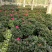 普红杜鹃花带花苞盆栽四季开花卉室内植物开花不断好养