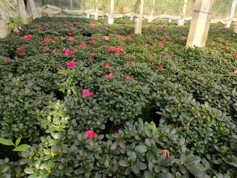 普红杜鹃花带花苞盆栽四季开花卉室内植物开花不断好养