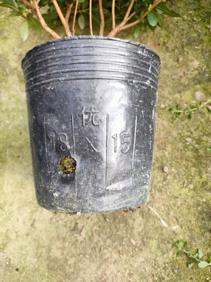 普红杜鹃花带花苞盆栽四季开花卉室内植物开花不断好养