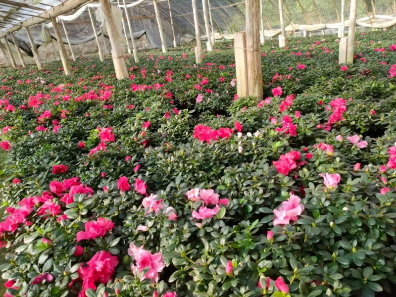 普红杜鹃花带花苞盆栽四季开花卉室内植物开花不断好养