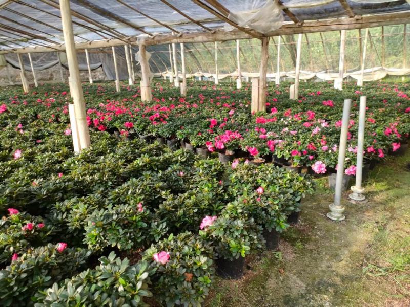 普红杜鹃花带花苞盆栽四季开花卉室内植物开花不断好养