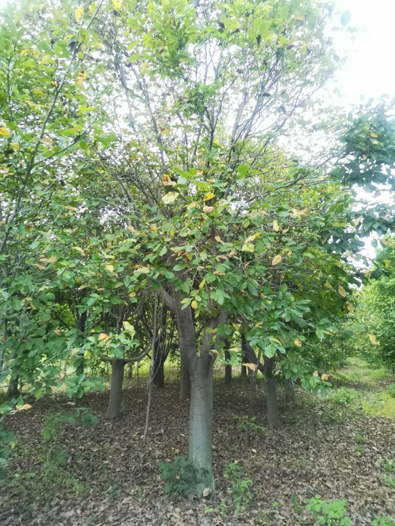 30-40公分玉兰树大玉兰树各种规格玉兰树红黄白玉