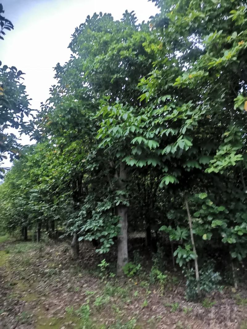 30-40公分玉兰树大玉兰树各种规格玉兰树红黄白玉