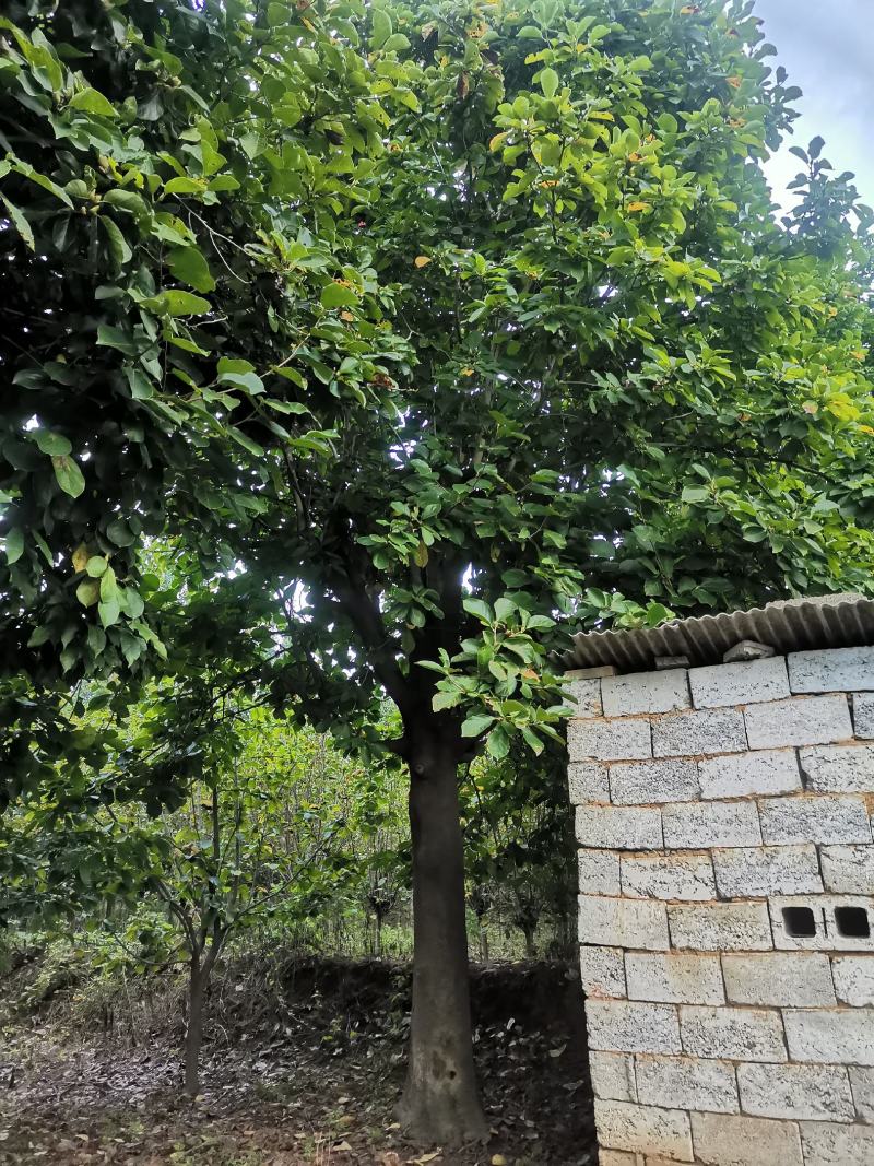 30-40公分玉兰树大玉兰树各种规格玉兰树红黄白玉
