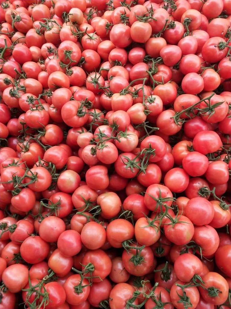 山东硬粉西红柿量大从优果型圆质量有保证可视频看货电联