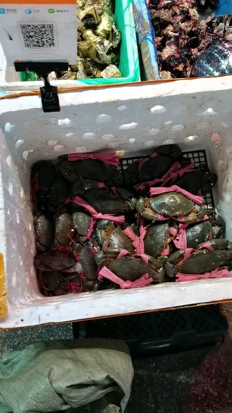 广东青蟹广西青蟹羔蟹肉蟹锯缘青蟹自产自销