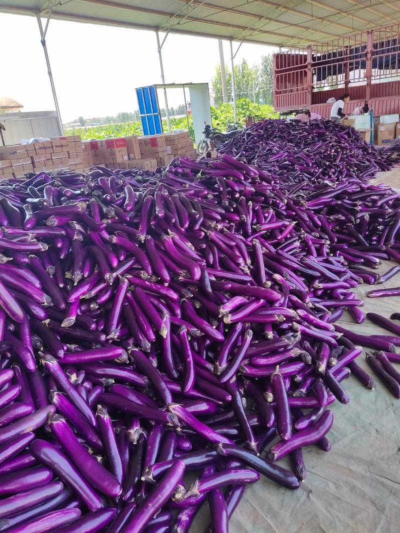 紫长茄，广茄，长茄，超市，加工厂，电商都可供应，产地直发