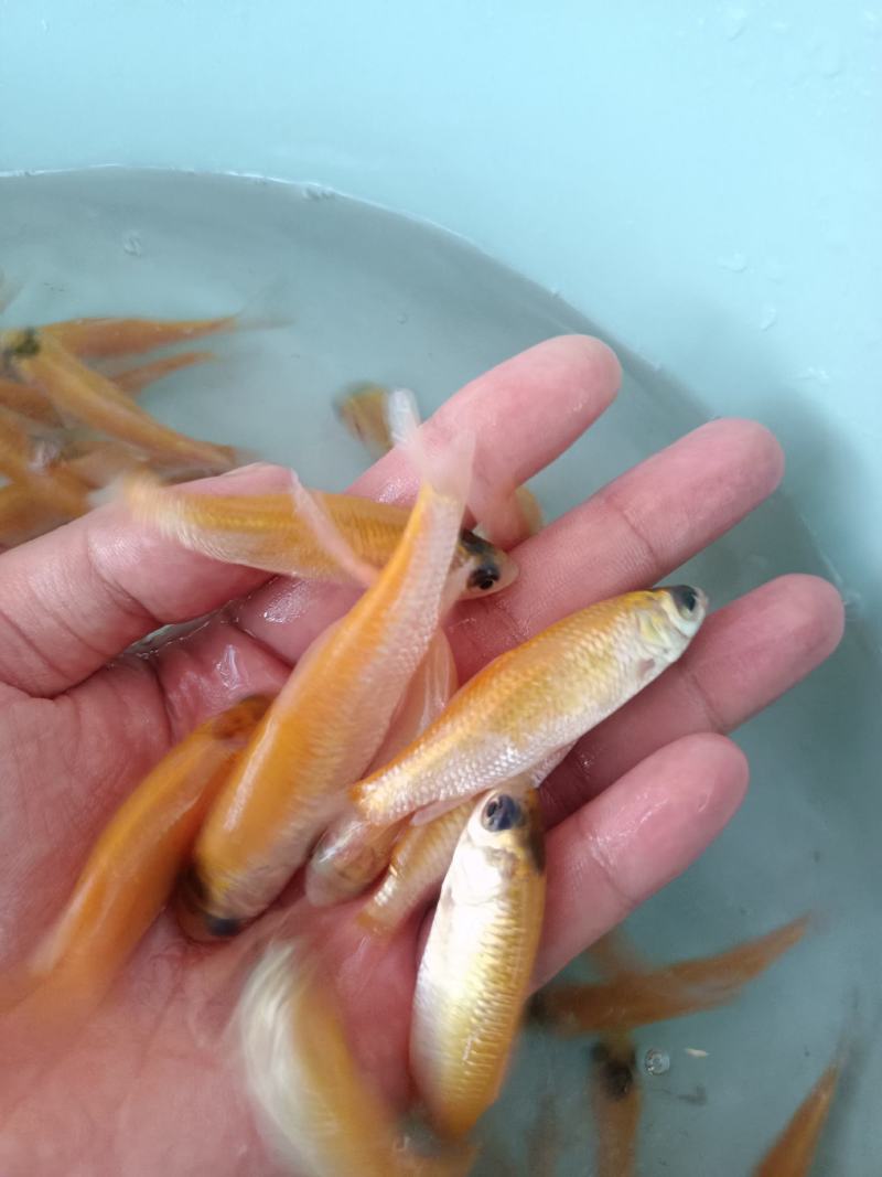 杂交金丝鲩，苗场直供.量大价优，专业水车包送到塘口。。。