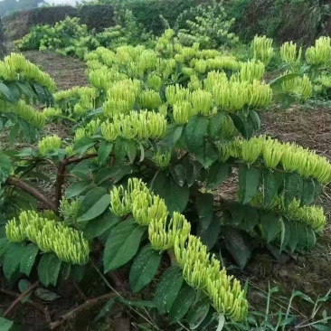 高产:湘蕾5号金银花火爆销售中（湘蕾花王1号到5号品种）