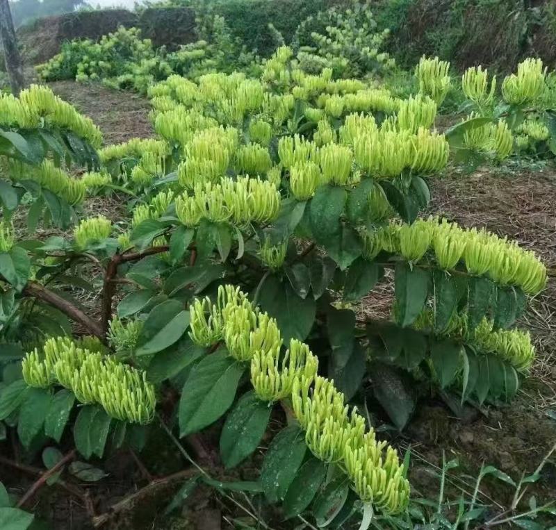 高产:湘蕾5号金银花火爆销售中（湘蕾花王1号到5号品种）