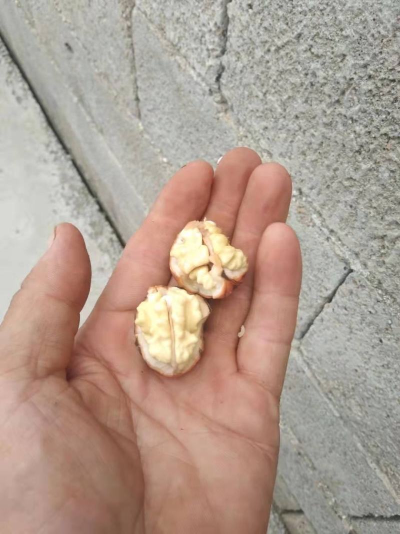 河北省石家庄市灵寿县湿核桃核桃胡辽系蜕皮核桃