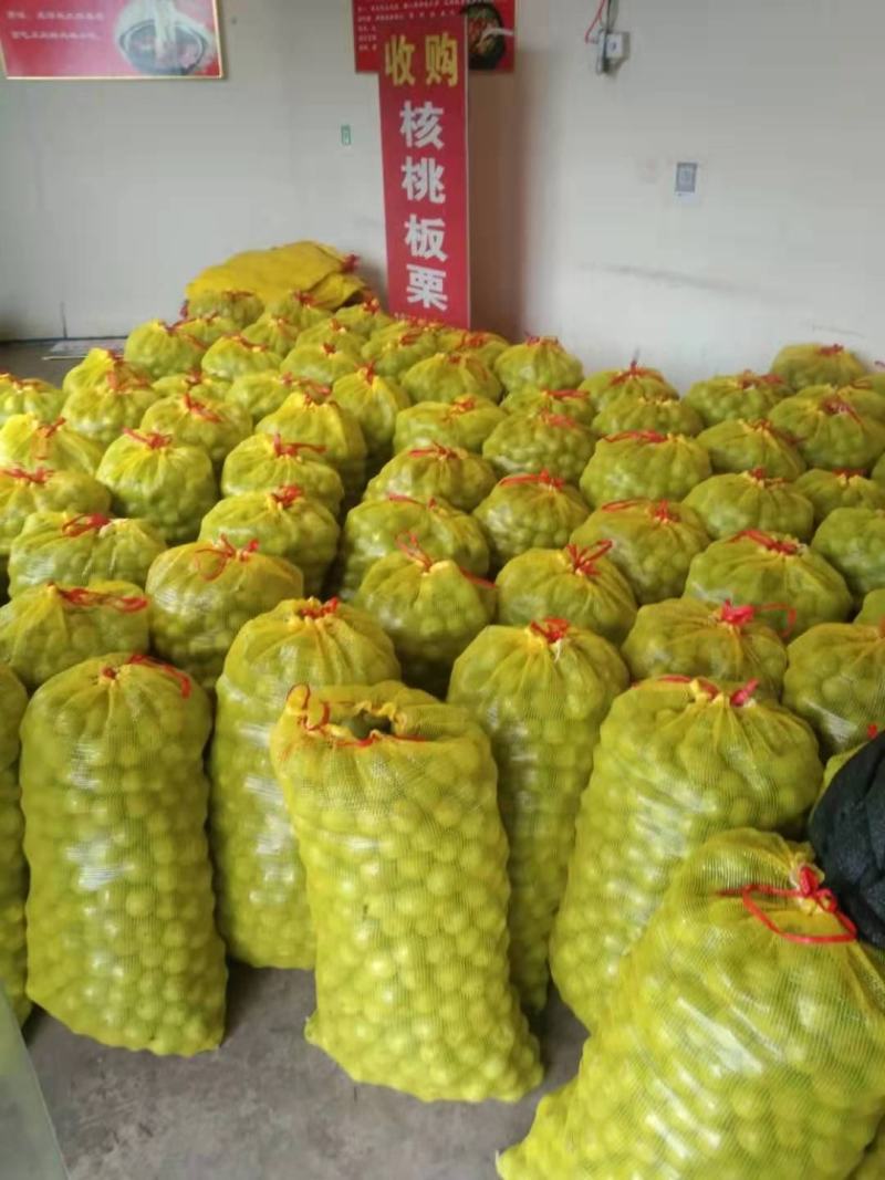 优质核桃青皮核桃河北省石家庄市灵寿县