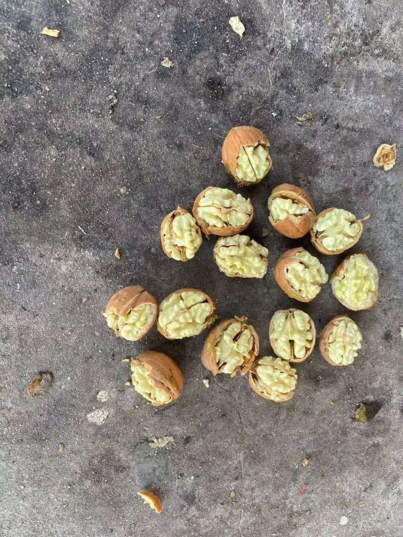赞皇灵寿县优质青皮辽系核桃香菱清香大个薄皮核桃