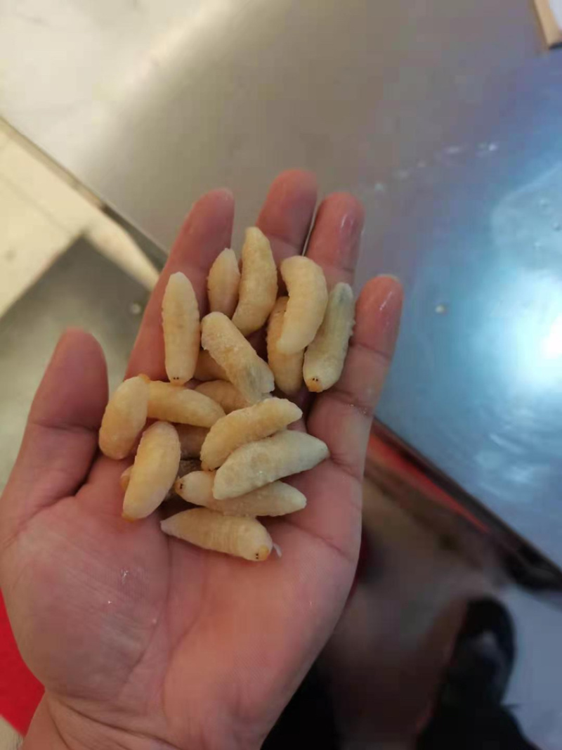 蜂蛹一手货源充足供应各种规格齐全大王蛹混合树蜂地蜂