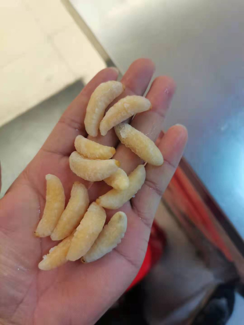 蜂蛹一手货源充足供应各种规格齐全大王蛹混合树蜂地蜂
