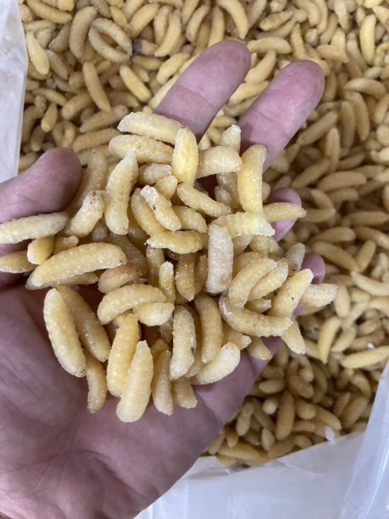 蜂蛹一手货源充足供应各种规格齐全大王蛹混合树蜂地蜂