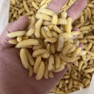 蜂蛹一手货源充足供应各种规格齐全大王蛹混合树蜂地蜂