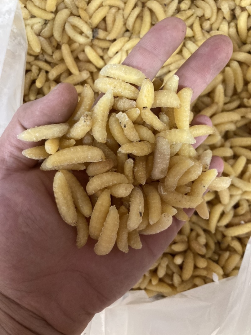 蜂蛹一手货源充足供应各种规格齐全大王蛹混合树蜂地蜂