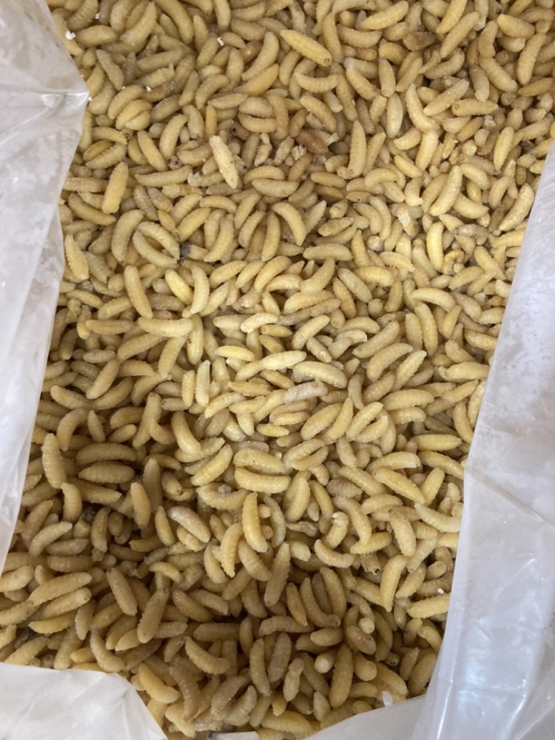 蜂蛹一手货源充足供应各种规格齐全大王蛹混合树蜂地蜂