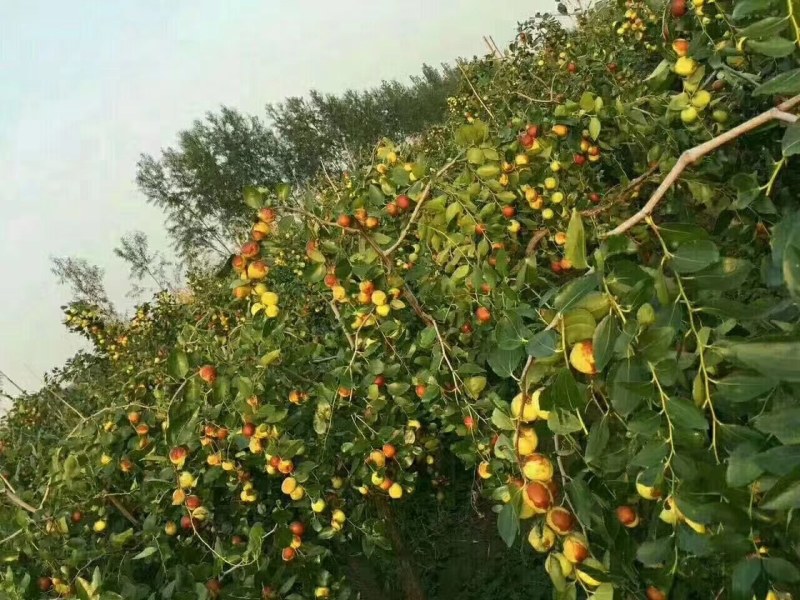 预售山东富硒大梨枣，万亩种植基地，完全自然成熟。。。。。