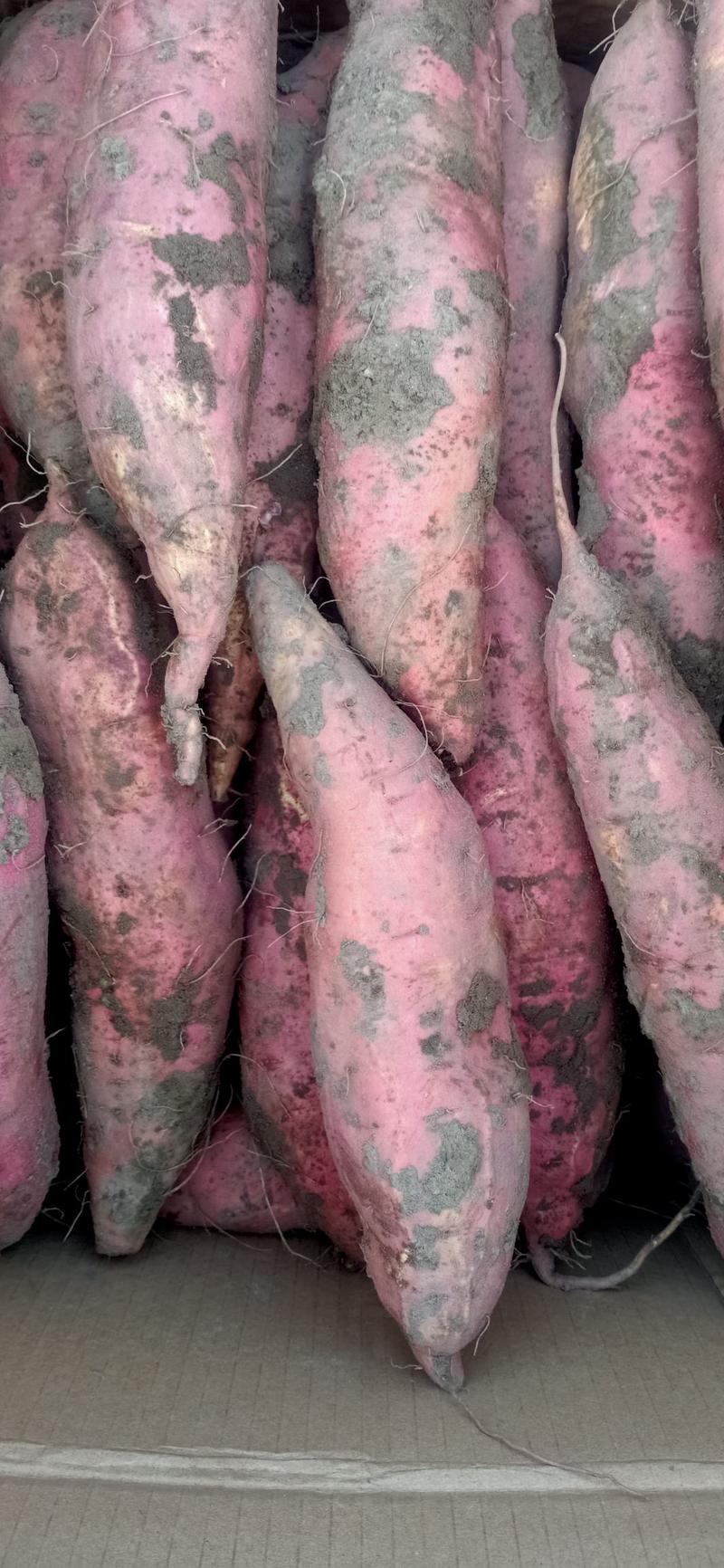 河北烟薯25纯沙土种植大量出售中全国发货，市场电商微商