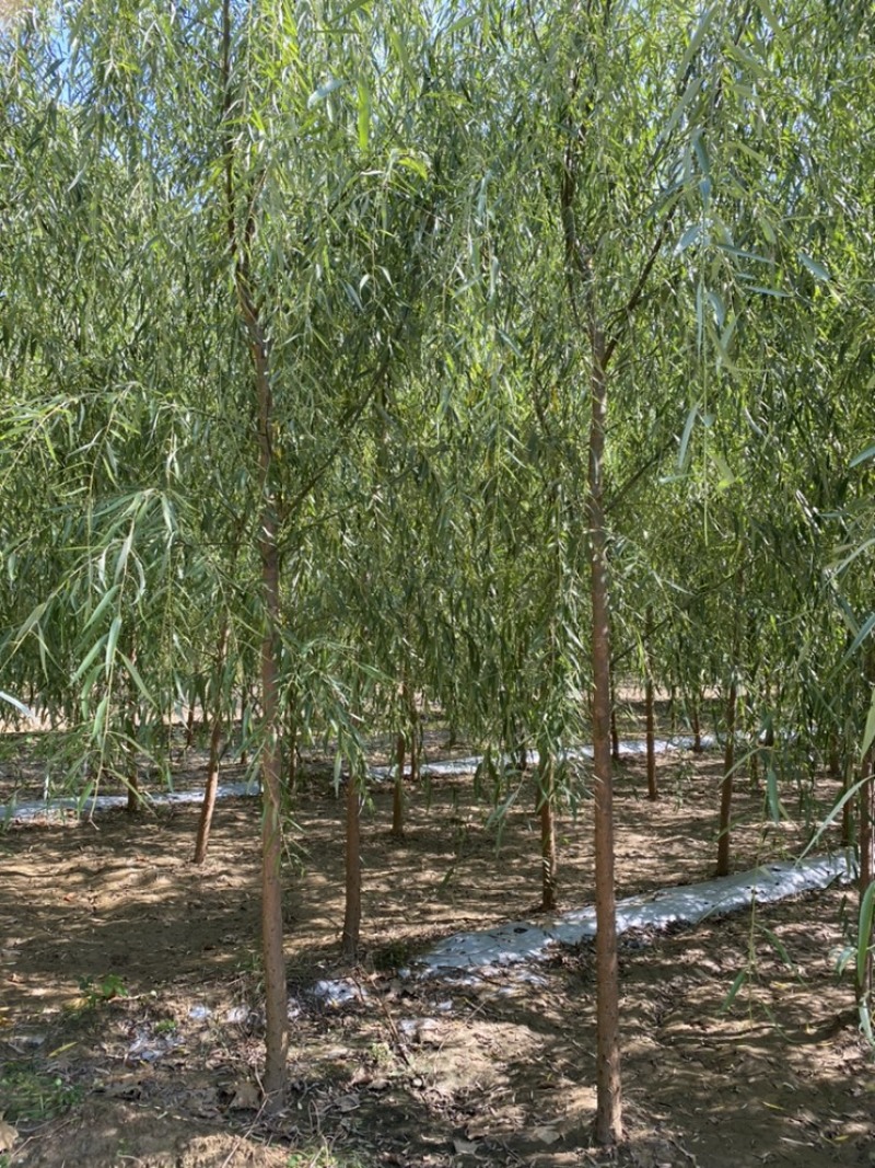 3公分垂柳，垂柳基地，自产自销4公分5公分6公分垂柳