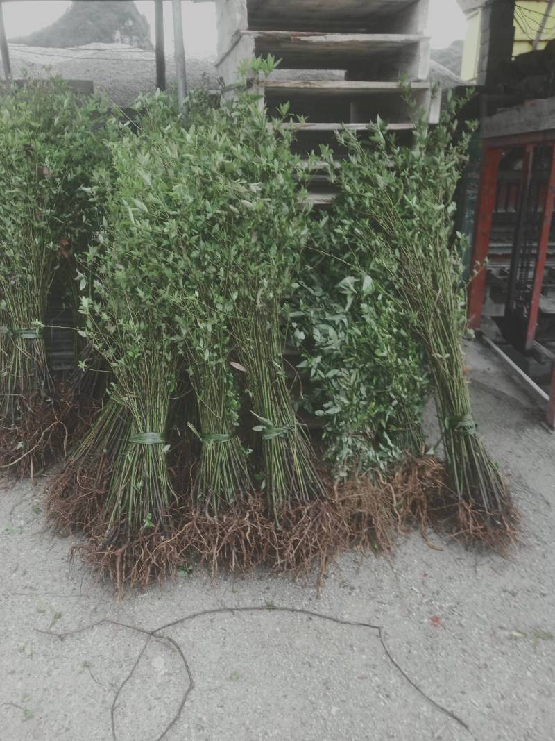 湖南永州山苍子苗；农家自种；价格可谈量从优！