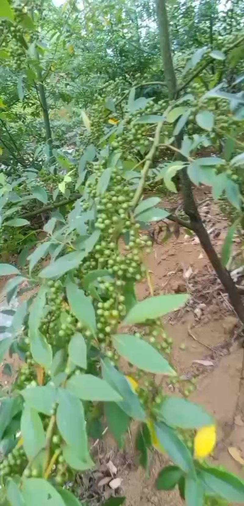 湖南永州山苍子苗；农家自种；价格可谈量从优！