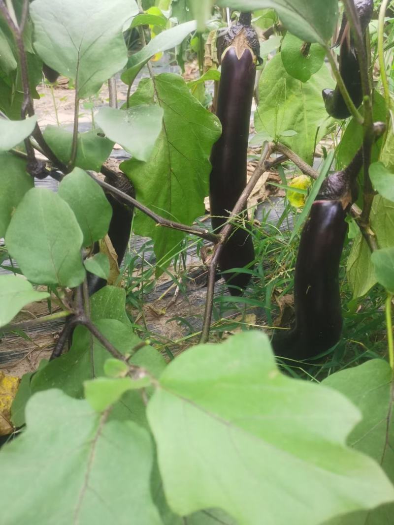 新苗茄子，精品墨茄，80亩，颜色好！茄子水嫩，烧烤茄